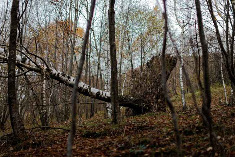 WOOD and rock